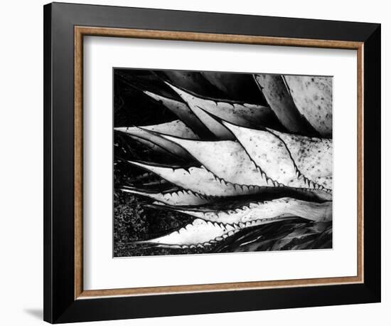 Yucca Spears, Baja, 1968 (gelatin silver print)-Brett Weston-Framed Photographic Print