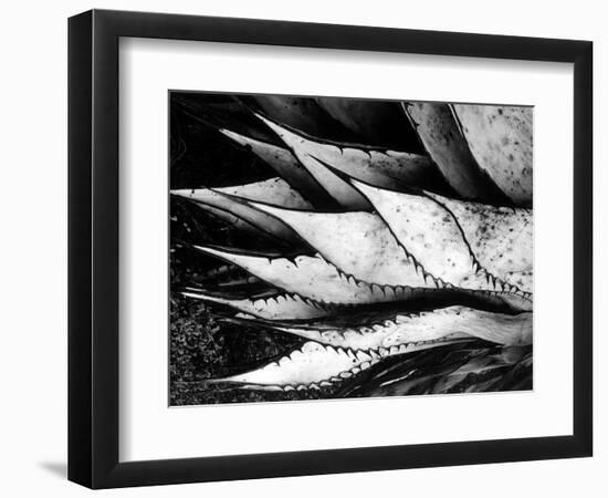 Yucca Spears, Baja, 1968 (gelatin silver print)-Brett Weston-Framed Photographic Print