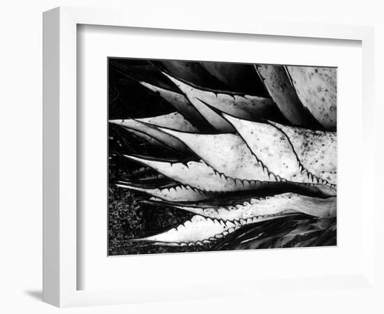 Yucca Spears, Baja, 1968 (gelatin silver print)-Brett Weston-Framed Photographic Print