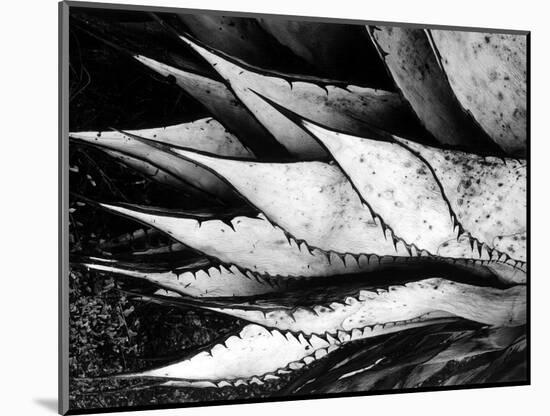 Yucca Spears, Baja, 1968 (gelatin silver print)-Brett Weston-Mounted Photographic Print