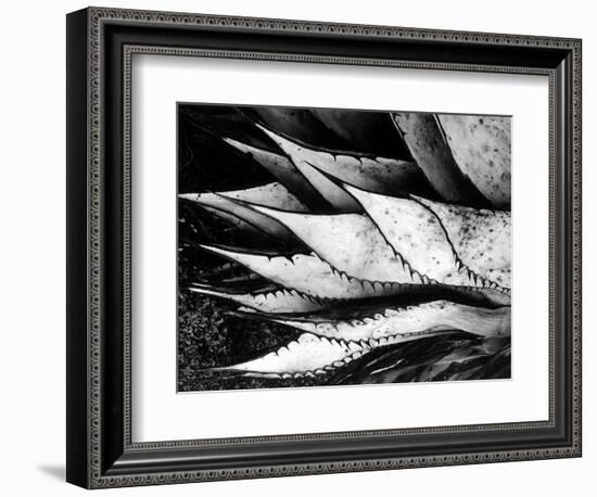 Yucca Spears, Baja, 1968 (gelatin silver print)-Brett Weston-Framed Photographic Print