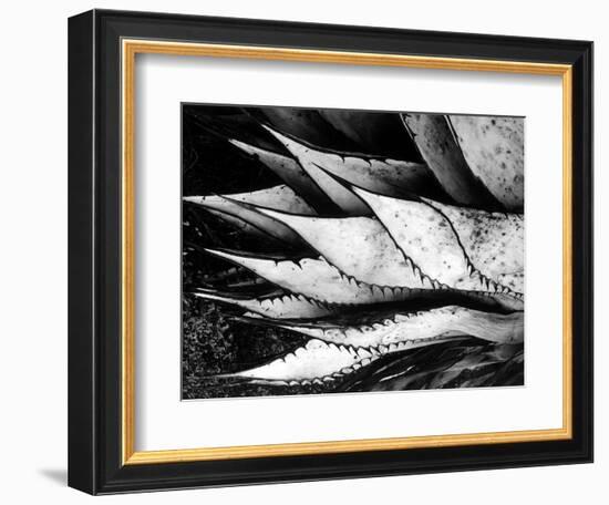 Yucca Spears, Baja, 1968 (gelatin silver print)-Brett Weston-Framed Photographic Print