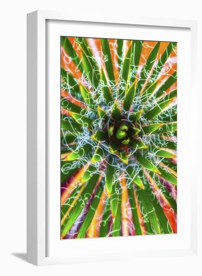 Yucca Sunrise-Darren White Photography-Framed Giclee Print