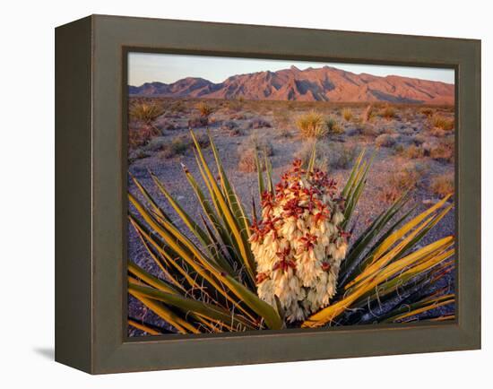 Yucca (Yucca schidigera) plant in desert and Virgin Mountains in background, Gold Butte National...-Panoramic Images-Framed Premier Image Canvas