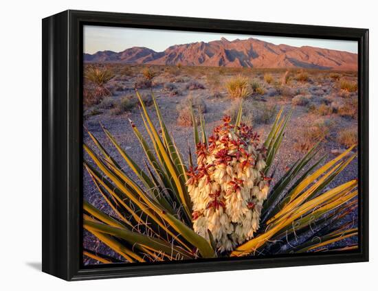 Yucca (Yucca schidigera) plant in desert and Virgin Mountains in background, Gold Butte National...-Panoramic Images-Framed Premier Image Canvas