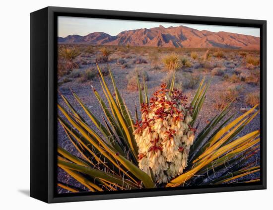 Yucca (Yucca schidigera) plant in desert and Virgin Mountains in background, Gold Butte National...-Panoramic Images-Framed Premier Image Canvas