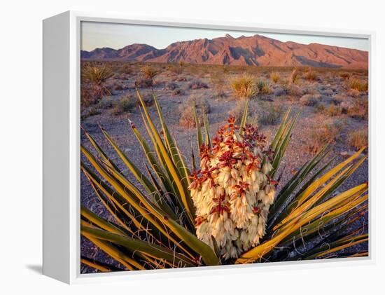 Yucca (Yucca schidigera) plant in desert and Virgin Mountains in background, Gold Butte National...-Panoramic Images-Framed Premier Image Canvas