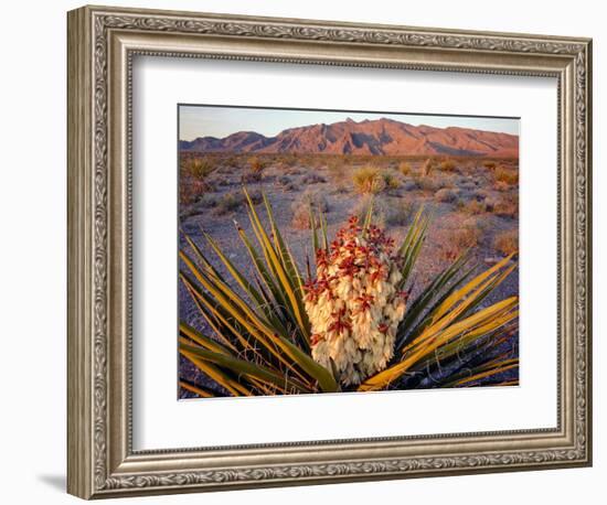 Yucca (Yucca schidigera) plant in desert and Virgin Mountains in background, Gold Butte National...-Panoramic Images-Framed Photographic Print