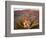 Yucca (Yucca schidigera) plant in desert and Virgin Mountains in background, Gold Butte National...-Panoramic Images-Framed Photographic Print