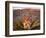 Yucca (Yucca schidigera) plant in desert and Virgin Mountains in background, Gold Butte National...-Panoramic Images-Framed Photographic Print