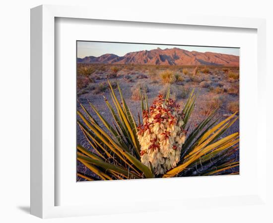 Yucca (Yucca schidigera) plant in desert and Virgin Mountains in background, Gold Butte National...-Panoramic Images-Framed Photographic Print