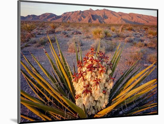 Yucca (Yucca schidigera) plant in desert and Virgin Mountains in background, Gold Butte National...-Panoramic Images-Mounted Photographic Print