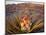 Yucca (Yucca schidigera) plant in desert and Virgin Mountains in background, Gold Butte National...-Panoramic Images-Mounted Photographic Print