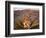 Yucca (Yucca schidigera) plant in desert and Virgin Mountains in background, Gold Butte National...-Panoramic Images-Framed Photographic Print