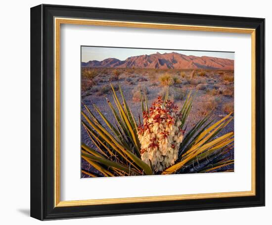 Yucca (Yucca schidigera) plant in desert and Virgin Mountains in background, Gold Butte National...-Panoramic Images-Framed Photographic Print