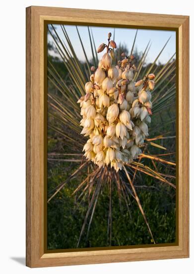 Yucca (Yucca Sp) Blooming in Texas Hill Country, Texas, USA-Larry Ditto-Framed Premier Image Canvas