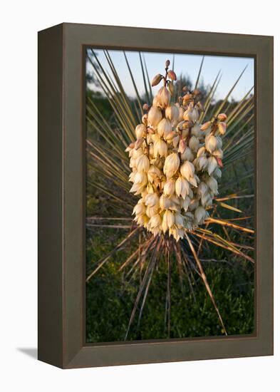 Yucca (Yucca Sp) Blooming in Texas Hill Country, Texas, USA-Larry Ditto-Framed Premier Image Canvas