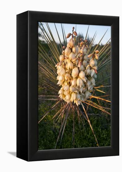 Yucca (Yucca Sp) Blooming in Texas Hill Country, Texas, USA-Larry Ditto-Framed Premier Image Canvas