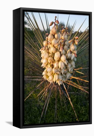 Yucca (Yucca Sp) Blooming in Texas Hill Country, Texas, USA-Larry Ditto-Framed Premier Image Canvas