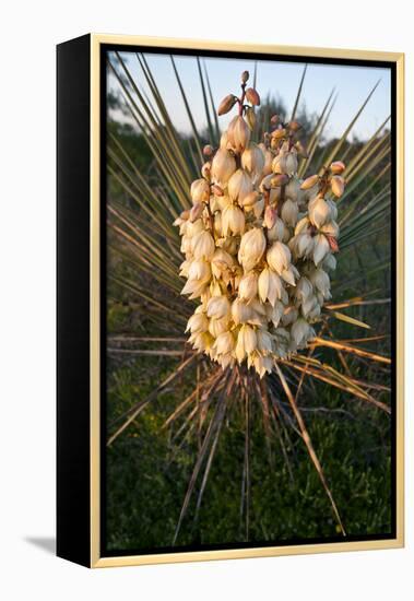 Yucca (Yucca Sp) Blooming in Texas Hill Country, Texas, USA-Larry Ditto-Framed Premier Image Canvas