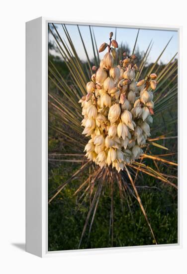 Yucca (Yucca Sp) Blooming in Texas Hill Country, Texas, USA-Larry Ditto-Framed Premier Image Canvas