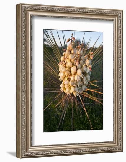 Yucca (Yucca Sp) Blooming in Texas Hill Country, Texas, USA-Larry Ditto-Framed Photographic Print