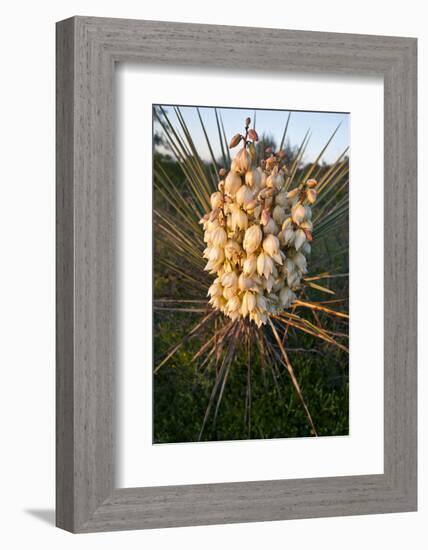 Yucca (Yucca Sp) Blooming in Texas Hill Country, Texas, USA-Larry Ditto-Framed Photographic Print