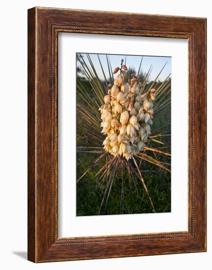 Yucca (Yucca Sp) Blooming in Texas Hill Country, Texas, USA-Larry Ditto-Framed Photographic Print