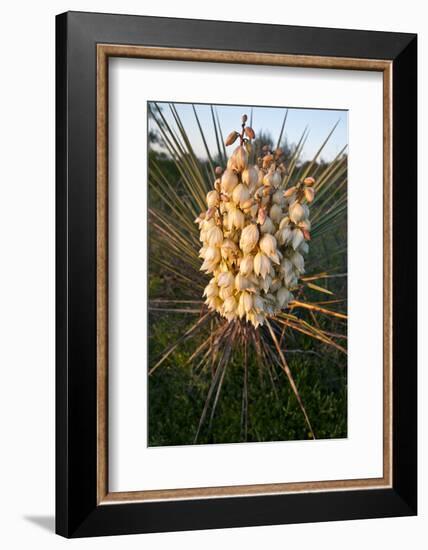 Yucca (Yucca Sp) Blooming in Texas Hill Country, Texas, USA-Larry Ditto-Framed Photographic Print