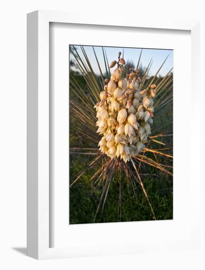 Yucca (Yucca Sp) Blooming in Texas Hill Country, Texas, USA-Larry Ditto-Framed Photographic Print