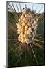 Yucca (Yucca Sp) Blooming in Texas Hill Country, Texas, USA-Larry Ditto-Mounted Photographic Print