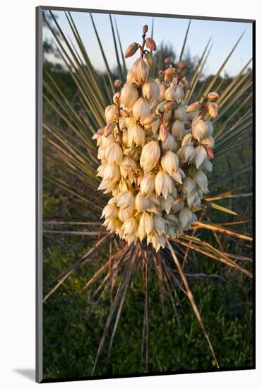 Yucca (Yucca Sp) Blooming in Texas Hill Country, Texas, USA-Larry Ditto-Mounted Photographic Print