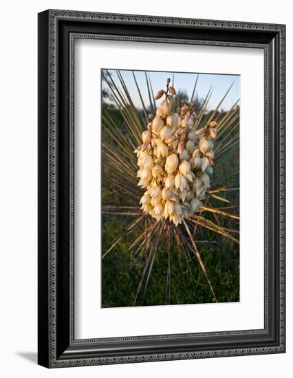 Yucca (Yucca Sp) Blooming in Texas Hill Country, Texas, USA-Larry Ditto-Framed Photographic Print