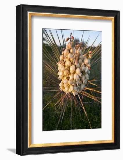 Yucca (Yucca Sp) Blooming in Texas Hill Country, Texas, USA-Larry Ditto-Framed Photographic Print