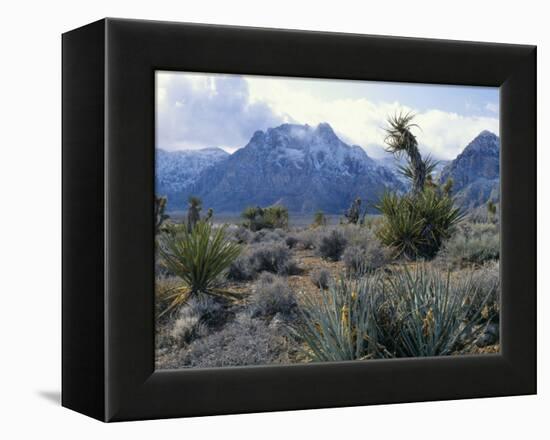 Yuccas Below Snow Covered Cliffs & Clearing Winter Storm, Red Rock Canyon, Nevada, USA-Scott T. Smith-Framed Premier Image Canvas