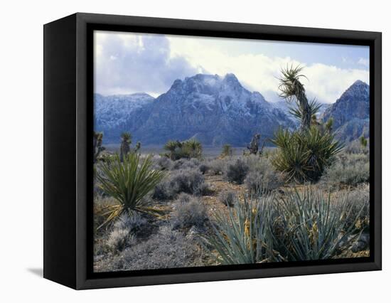 Yuccas Below Snow Covered Cliffs & Clearing Winter Storm, Red Rock Canyon, Nevada, USA-Scott T. Smith-Framed Premier Image Canvas