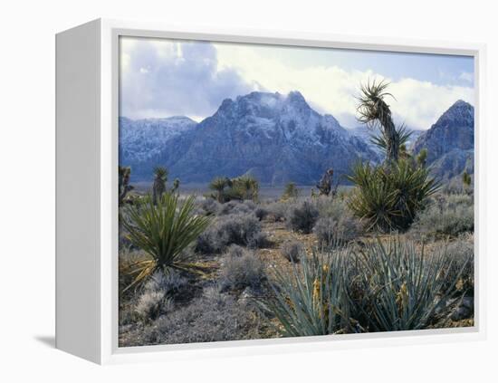 Yuccas Below Snow Covered Cliffs & Clearing Winter Storm, Red Rock Canyon, Nevada, USA-Scott T. Smith-Framed Premier Image Canvas