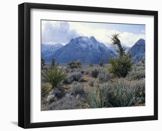 Yuccas Below Snow Covered Cliffs & Clearing Winter Storm, Red Rock Canyon, Nevada, USA-Scott T. Smith-Framed Photographic Print