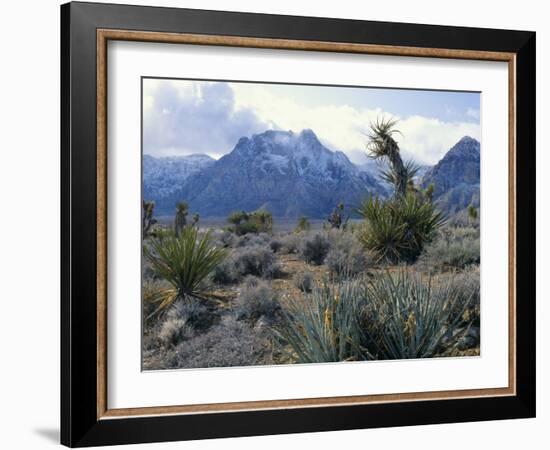 Yuccas Below Snow Covered Cliffs & Clearing Winter Storm, Red Rock Canyon, Nevada, USA-Scott T. Smith-Framed Photographic Print