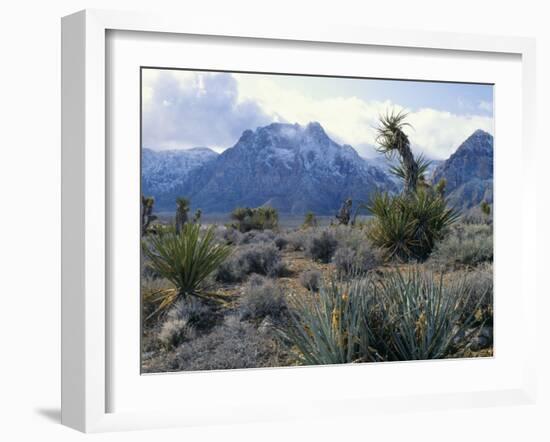 Yuccas Below Snow Covered Cliffs & Clearing Winter Storm, Red Rock Canyon, Nevada, USA-Scott T. Smith-Framed Photographic Print