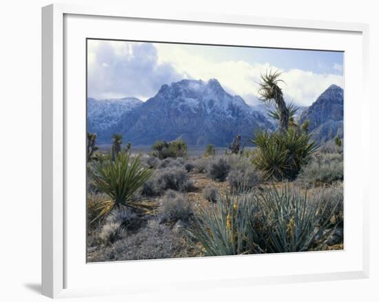 Yuccas Below Snow Covered Cliffs & Clearing Winter Storm, Red Rock Canyon, Nevada, USA-Scott T. Smith-Framed Photographic Print