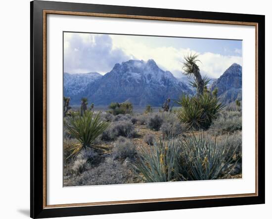 Yuccas Below Snow Covered Cliffs & Clearing Winter Storm, Red Rock Canyon, Nevada, USA-Scott T. Smith-Framed Photographic Print