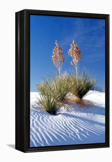 Yuccas & White Sand I-Douglas Taylor-Framed Premier Image Canvas