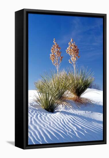 Yuccas & White Sand I-Douglas Taylor-Framed Premier Image Canvas