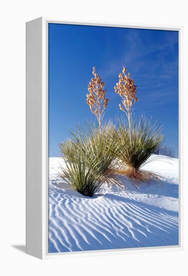 Yuccas & White Sand I-Douglas Taylor-Framed Premier Image Canvas