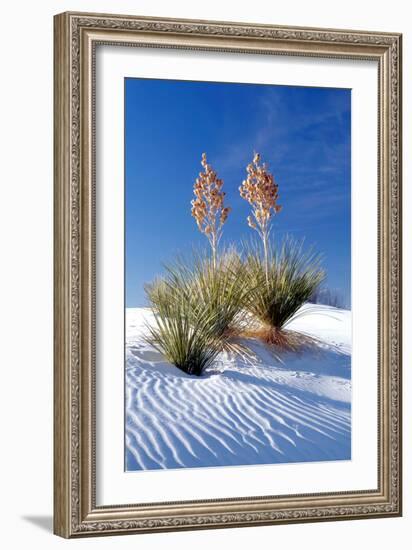 Yuccas & White Sand I-Douglas Taylor-Framed Photographic Print