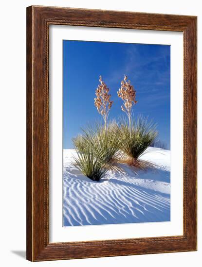 Yuccas & White Sand I-Douglas Taylor-Framed Photographic Print