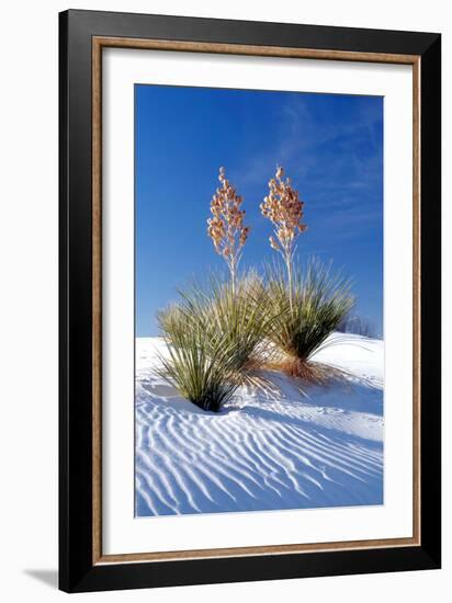 Yuccas & White Sand I-Douglas Taylor-Framed Photographic Print