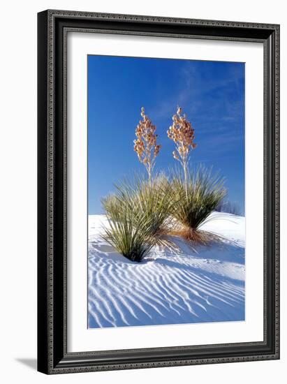 Yuccas & White Sand I-Douglas Taylor-Framed Photographic Print