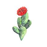 Watercolor Cactus. Original Watercolor. Illustration for Greeting Cards, Invitations, and Other Pri-Yudina Anna-Framed Art Print